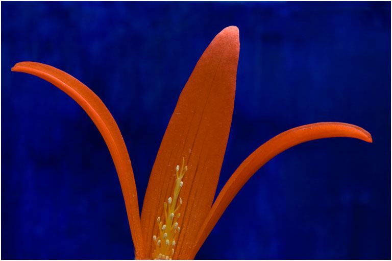 Begonia on Blue   Copy (2)